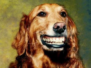 Smiling-dog-with-big-teeth-300x224.jpg