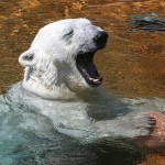 Polar bear baby laughing
