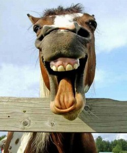 Horse laughing 2