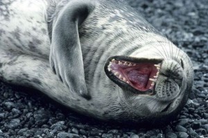Laughing seal3
