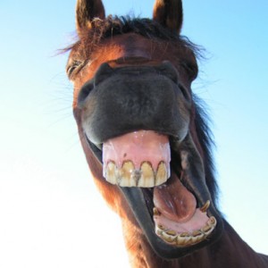Horse laughing