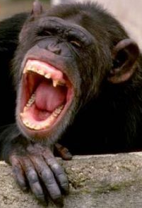 Laughing ape