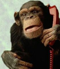 Monkey on phone