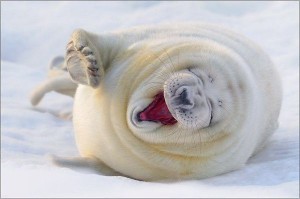 Seal laughing