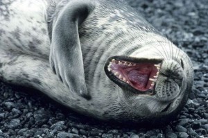 Seal laughing 3